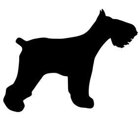 可愛いミニチュアシュナウザーのシルエット