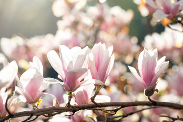 Obraz premium Beautiful magnolia flowers at spring