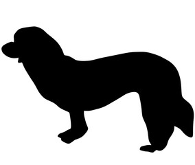 可愛いマルチーズのシルエット