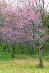 Wild Himalayan Cherry at Phu Lom Lo  Northern Thailand