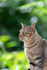 座る猫　キジトラ猫