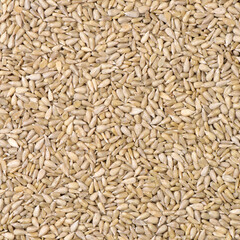 Peeled sunflower seeds pile background 