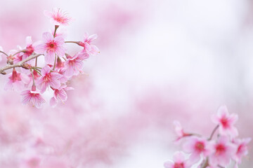 Fototapeta premium Wild Himalayan Cherry at Phu Lom Lo Northern Thailand