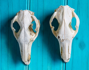 two kangaroo skulls on cyan wooden background