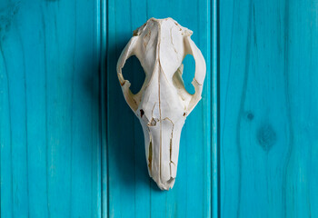 kanagroo animal skull on blue wooden board