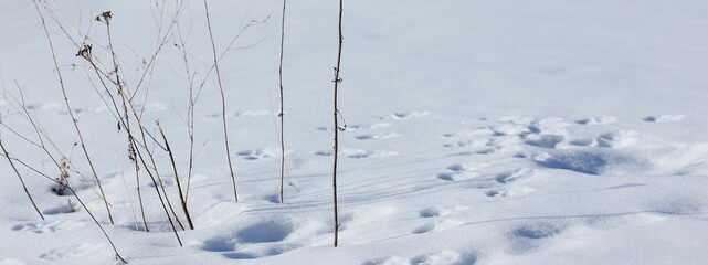 White snow texture with dry grass. Winter, wintertime, dog tracks, snowy, frost, nature background. Banner.