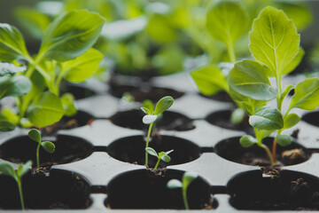 Gardening at home. Growing food on windowsill, small fresh new green sprouts seedling in black pots with soil, spring gardening 