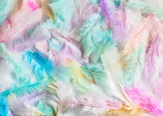 beautiful feather texture or background