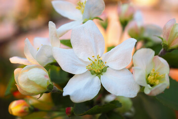 Obraz premium White flowers of an apple tree close-up at sunset. Petals, pistils, stamens, buds and leaves. Blooming fruit tree in spring. Gentle illustration about the beginning of summer. Macro