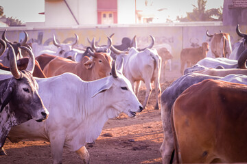 cattle herd in the corral,indian cow group in yard,indian cows in Cow Farm,farming and animal...