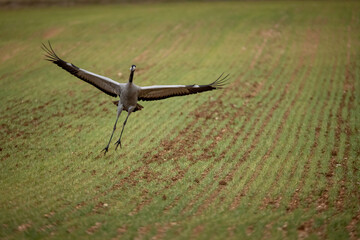 Grulla en la laguna de Gallocanta, Grua europea