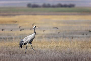 Grulla en la laguna de Gallocanta, Grua europea