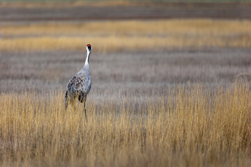 Grulla en la laguna de Gallocanta, Grua europea