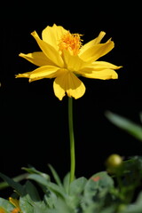 Obraz premium Closeup Yellow Cosmos Flower in dark background