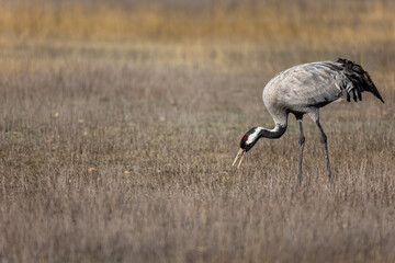 Grulla en la laguna de Gallocanta, Grua europea