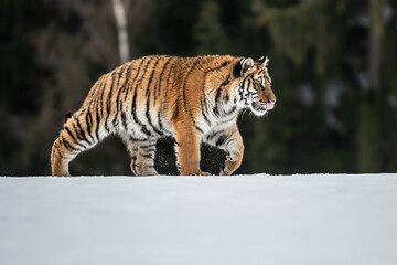 Tiger in wild winter nature, running in the snow. Action wildlife scene with dangerous animal. Cold winter in taiga, Russia. Snowflakes with beautiful Siberian tiger, Panthera tigris altaica