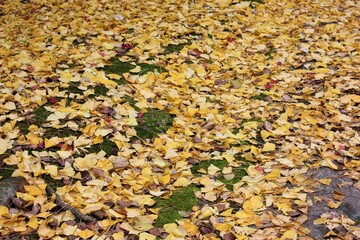 View of bright fallen leaves , Gingko leaves, at Kenrokuen Park in Ishikawa prefecture, Japan - 日本 秋の紅葉 落ち葉 金沢 兼六園 石川県