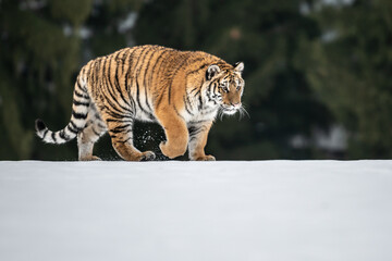Fototapeta na wymiar Tiger in wild winter nature, running in the snow. Action wildlife scene with dangerous animal. Cold winter in taiga, Russia. Snowflakes with beautiful Siberian tiger, Panthera tigris altaica