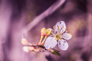 Beautiful spring floral pattern.