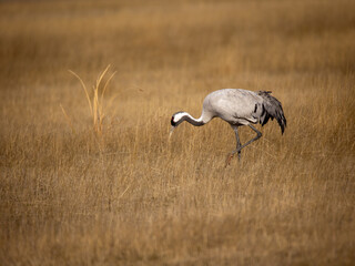 Grulla en la laguna de Gallocanta, Grua europea