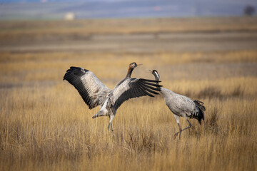 Grulla en la laguna de Gallocanta, Grua europea