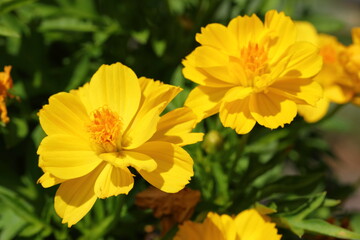 Closeup Yellow Cosmos Flowers in garden