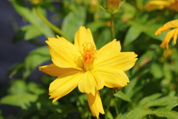 Closeup Yellow Cosmos Flower in garden