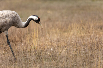 Grulla en la laguna de Gallocanta, Grua europea