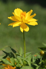 Fototapeta premium Closeup Yellow Cosmos Flower in garden
