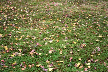 View of bright fallen leaves, yellow Gingko and red maple leaves on green haircap or hair moss, at...