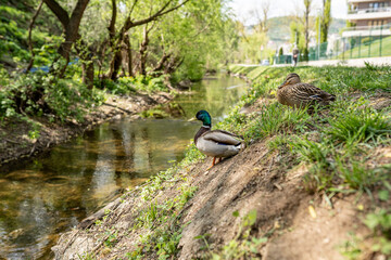 Ducks going on an adventure