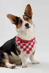 Welsh corgi pembroke in a studio with checkered scarf on white background