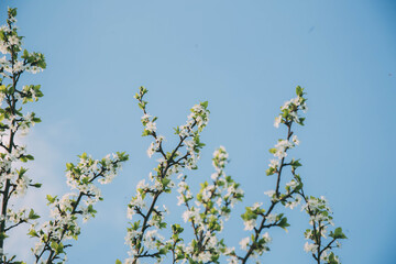 clear blue spring sky and spring white flowers blooming cherry or apple tree, spring concept 