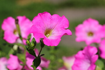 Closeup pink Petunia Flowers in garden