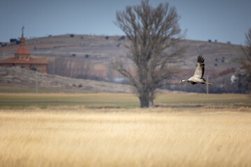 Grulla aterrizando en la Laguna de Gallocanta