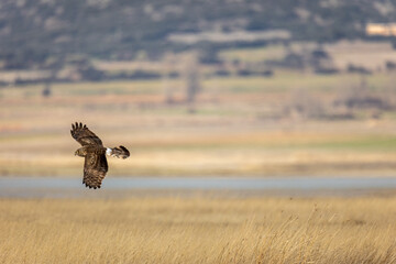 Aguilucho Lagunero volando sobre la Laguna de gallocanta