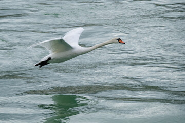 Cygne qui s'envole au dessus de l'eau
