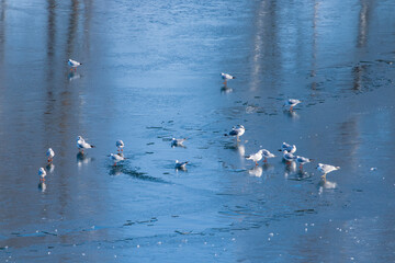 Des mouettes et de l'eau glacée
