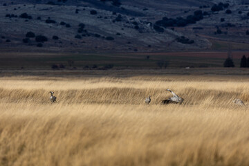 Grullas en la Laguna de Gallocanta

