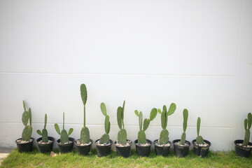 grow cactus in small pots many spicies