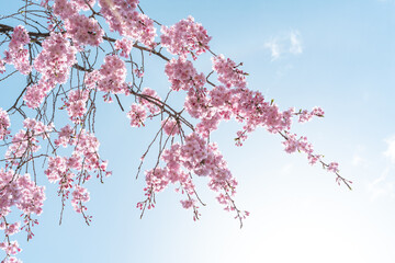 Bright blue sky with Cherry Blossoms