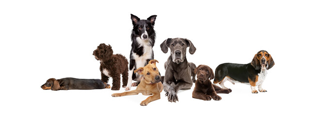 seven different dog breeds - 414629257
