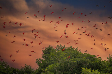 Close up photo of flock beutiful bright red birds Scarlet Ibis Eudocimus ruber returning to overnight in evening light, dark green blurred background. Nice red and green contrast. Caroni, Trinidad.