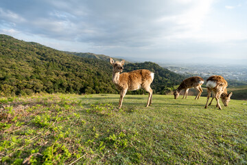deer in the meadow