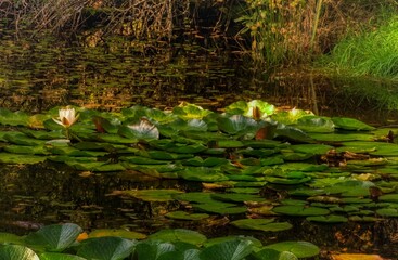 pond in the park with water lilies