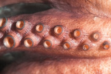 Octopus gourmet seafood suction cups tentacles from sea wildlife. Tentacle has strong suckers for...