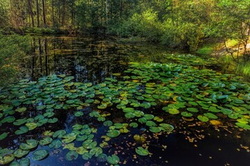 water lilies in the pond