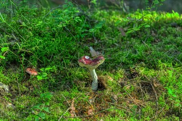 Mushroom in the wood