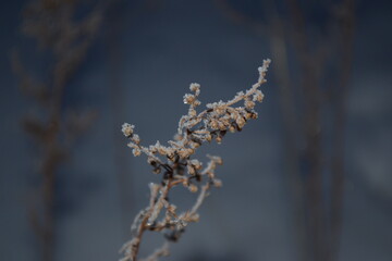 frost on branches