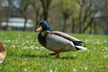 Cute Duck in a Park